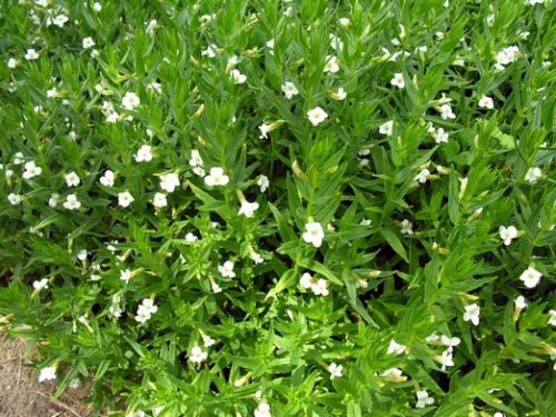 avrameasca1