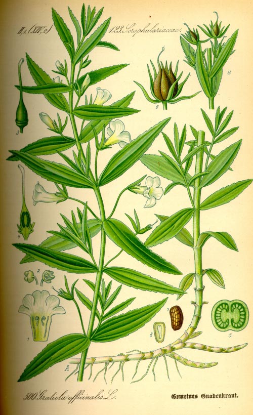 avrameasca2