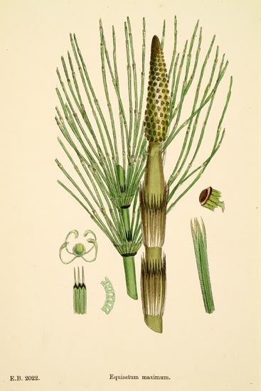 barbaursului2