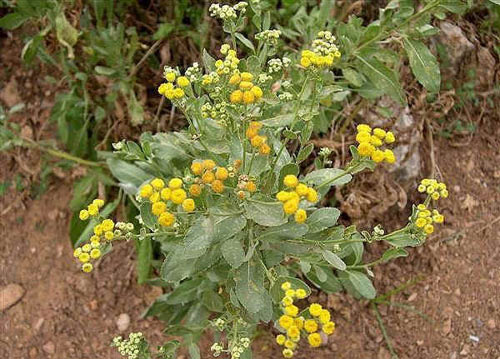 calapar1