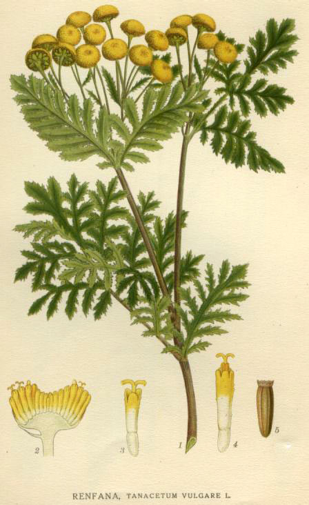 calapar2