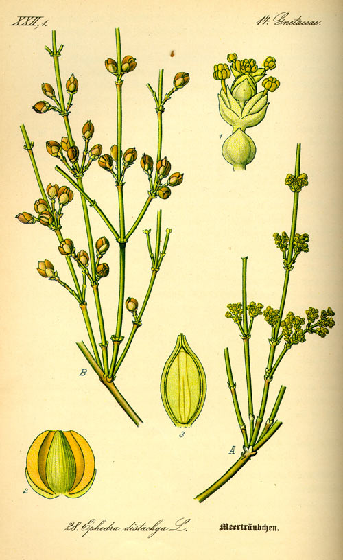 carcei2
