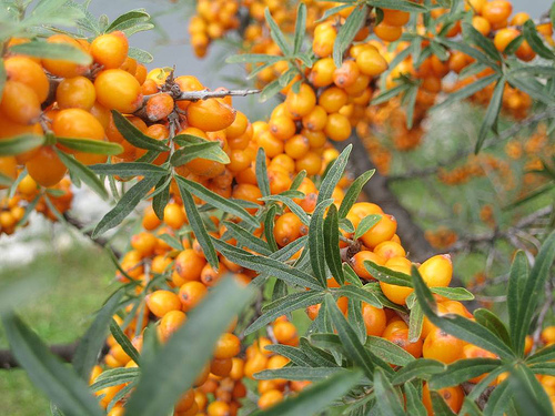 catina-alba