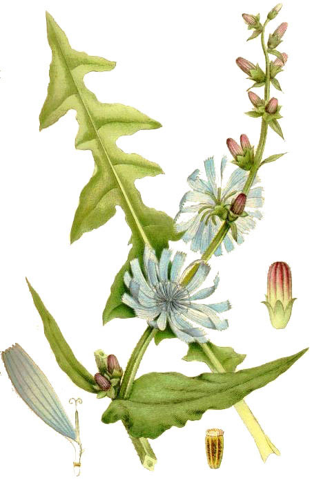 cicoare2