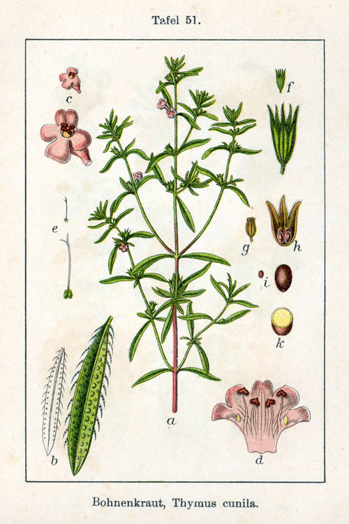 cimbru2
