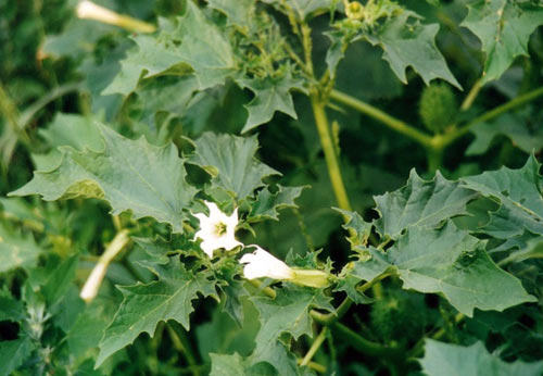 ciumafaie1