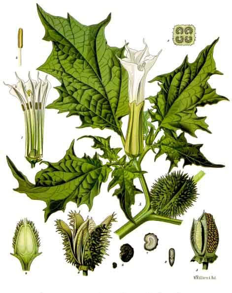 ciumafaie2