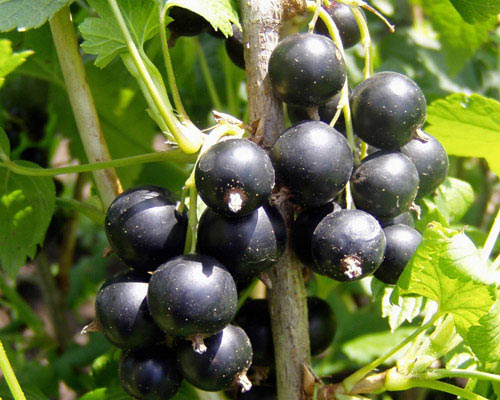 coacaz1