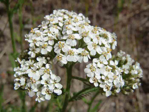 coada-soricelului1