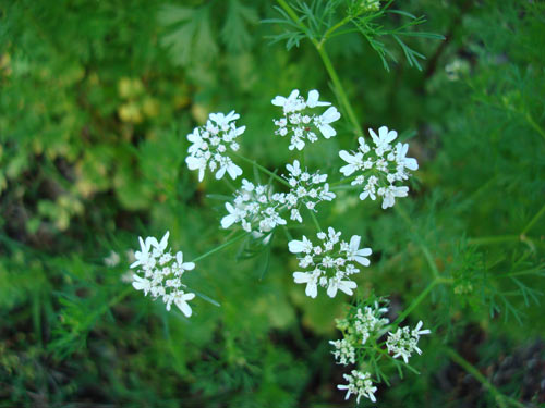 coriandru1