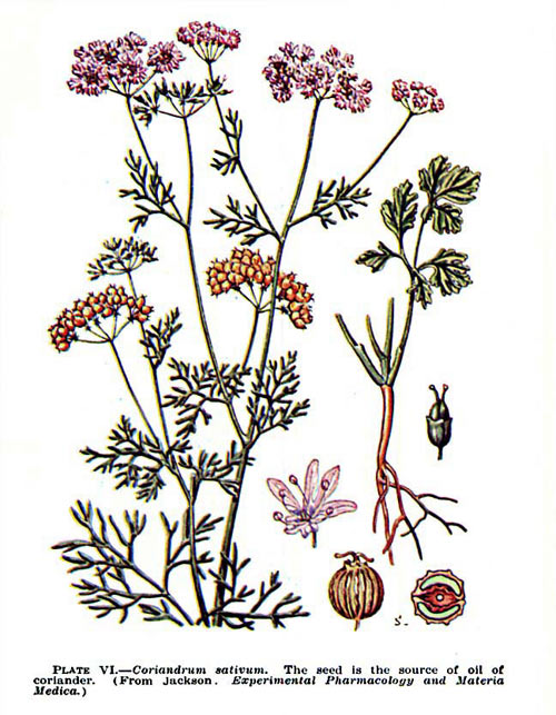 coriandru2