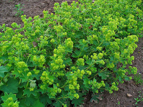 cretisoara1