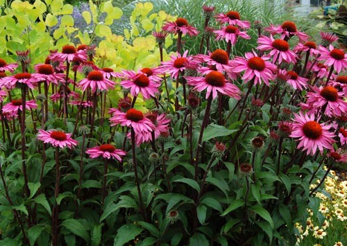 echinacea1