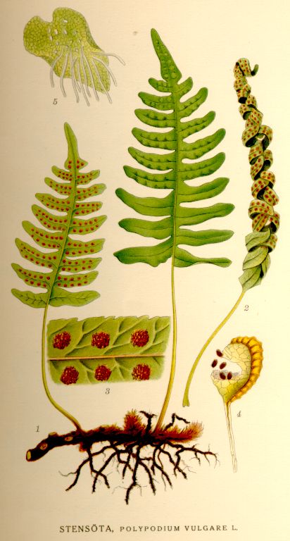 feriga2