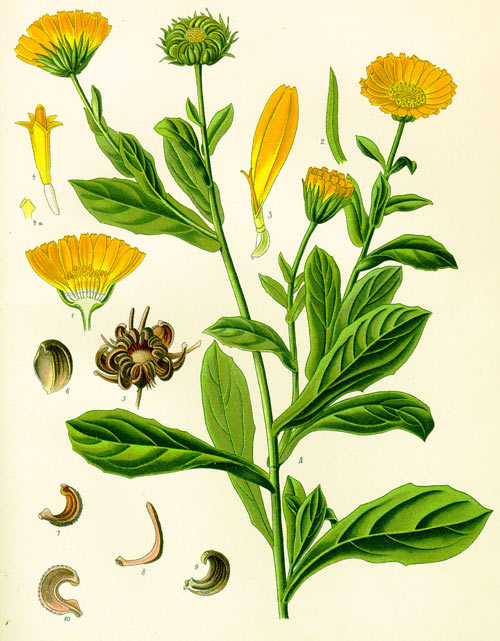 galbenele2