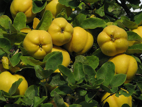 gutui1