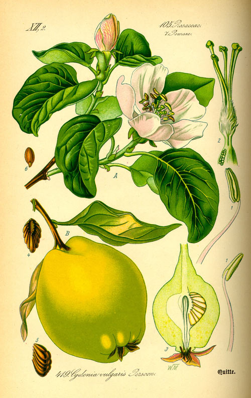 gutui2