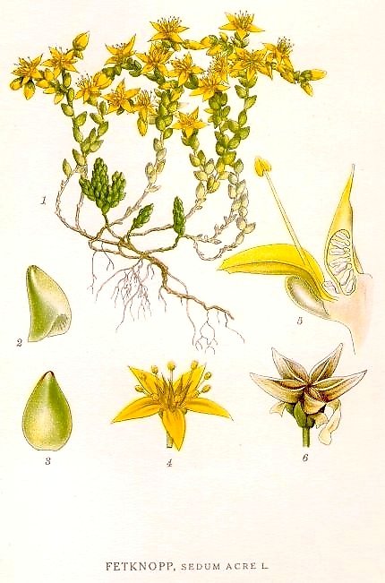 iarba-sordina2