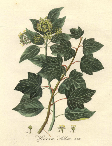 iedera2