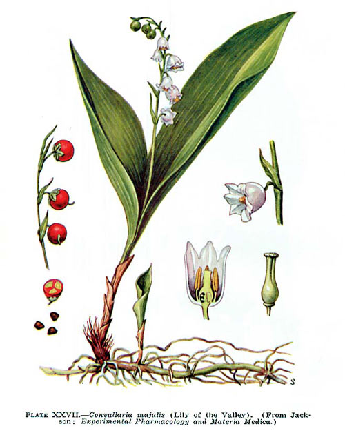 lacramioara2