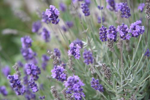 lavanda1