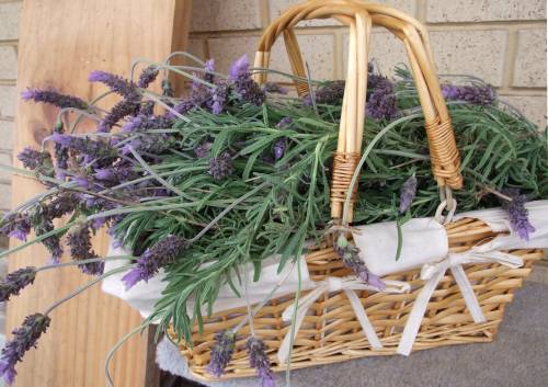 lavanda1_1