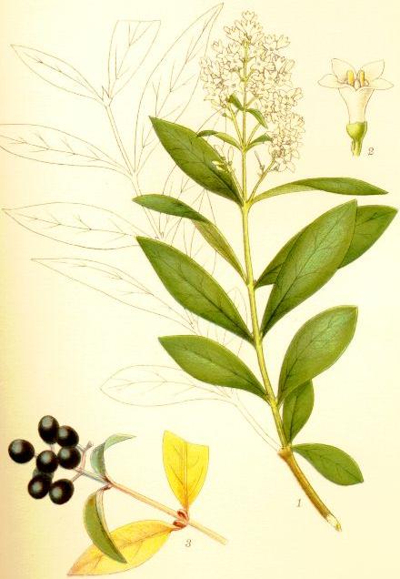 lemn-cainesc2