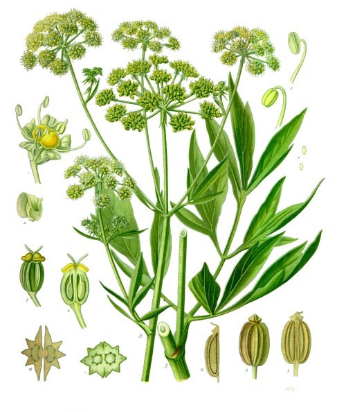 leustean2