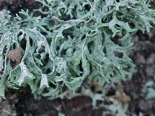 lichen1