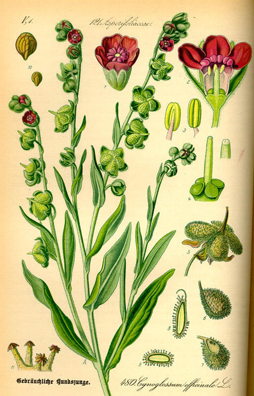 limba-cainelui2