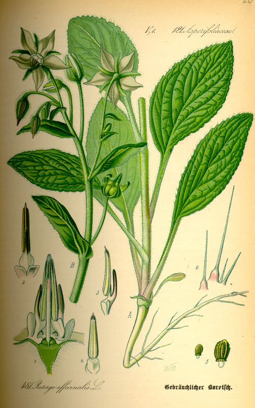 limba-mielului2