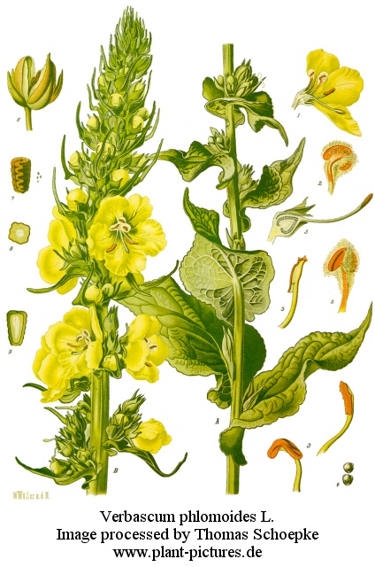 lumanarica2