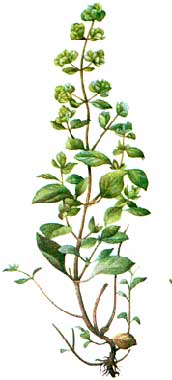 maghiran2