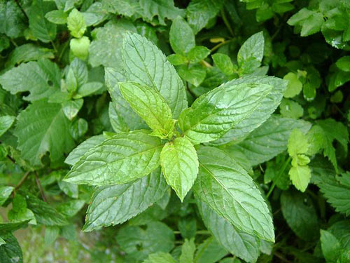 menta1