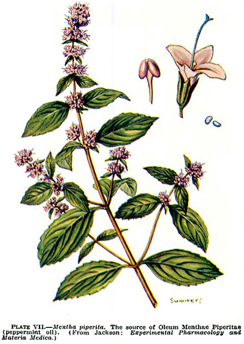 menta2