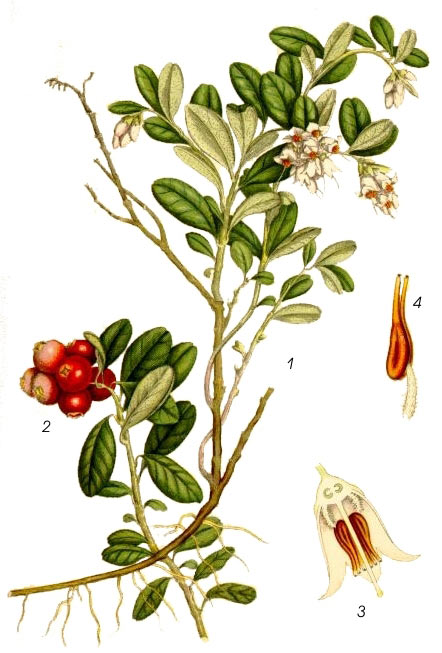 merisor2