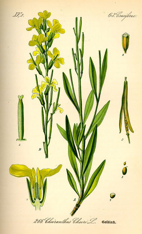 micsunele2