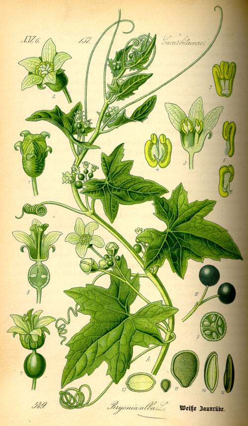 mutatoarea2