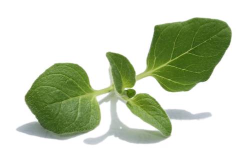 oregano1