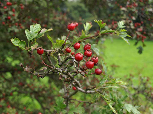 paducel1