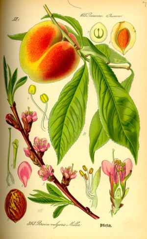 piersica2
