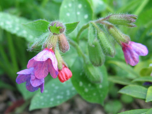 plamanarica1