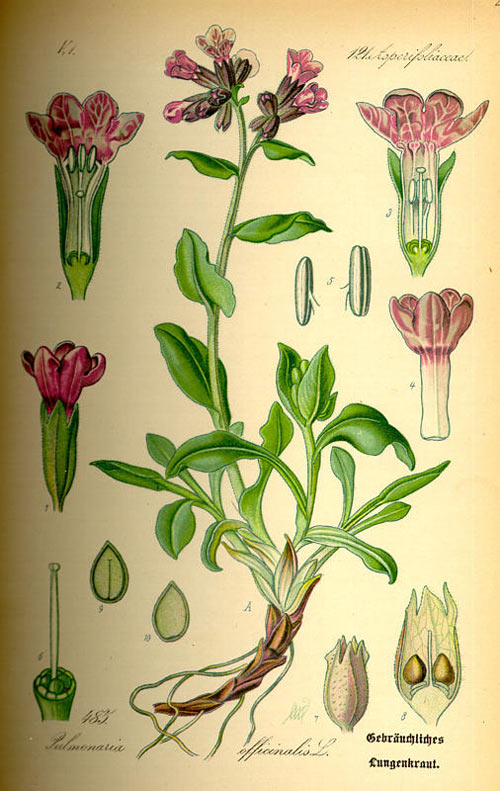 plamanarica2