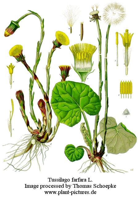 podbal2