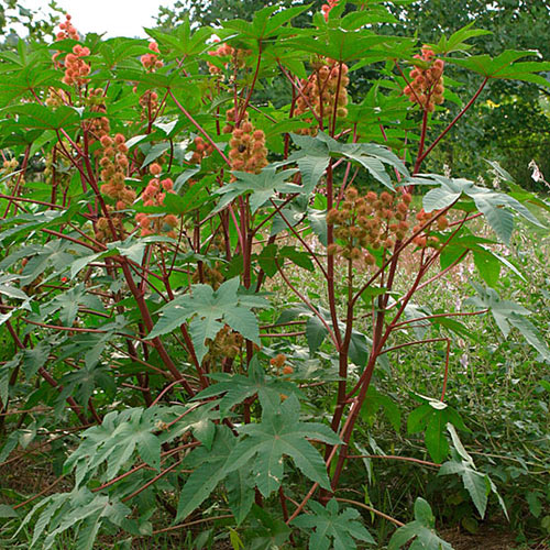 ricin1