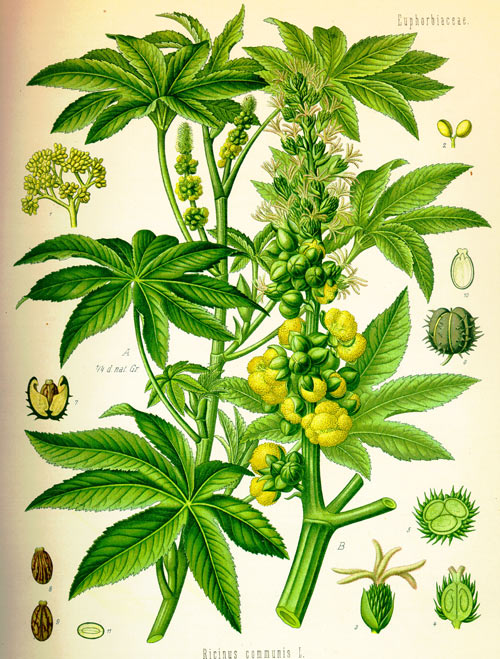 ricin2