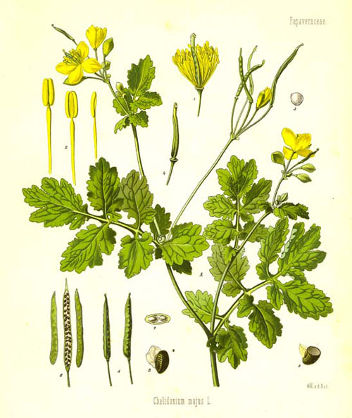 rostopasca2