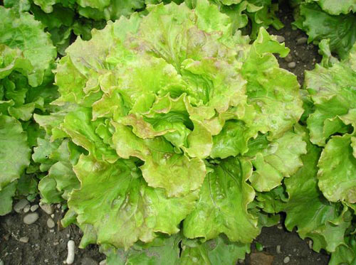salata1