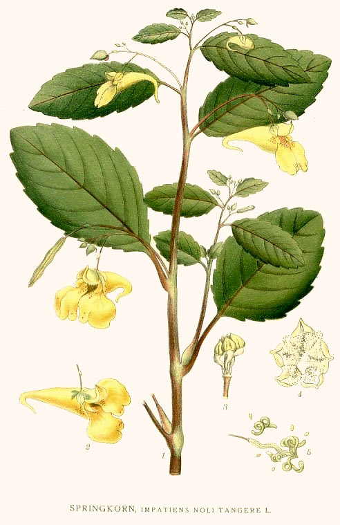 salbanog2