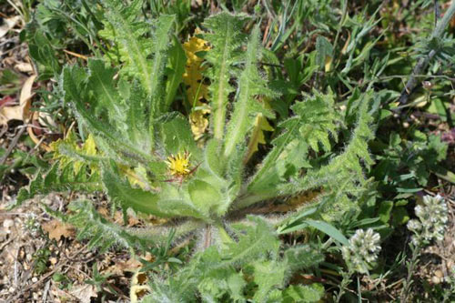 schinel1
